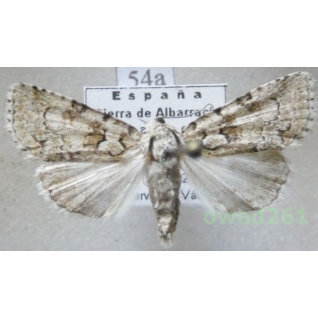 Nyctobrya muralis (Forster, 1771) Spain54a